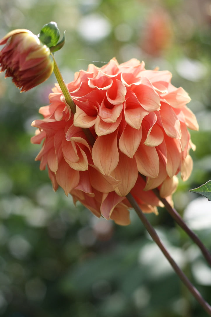 Dahlienknolle ‚Pamplona‘ (eigene Selektion)
