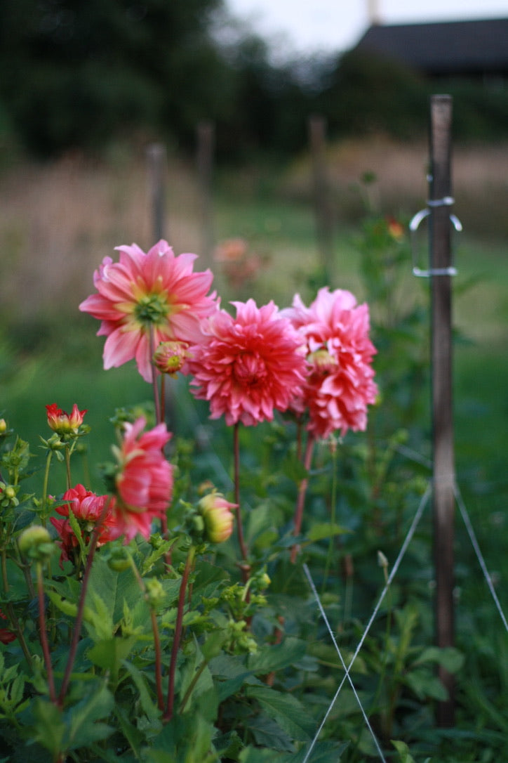 Dahlienknolle ‚Islander‘