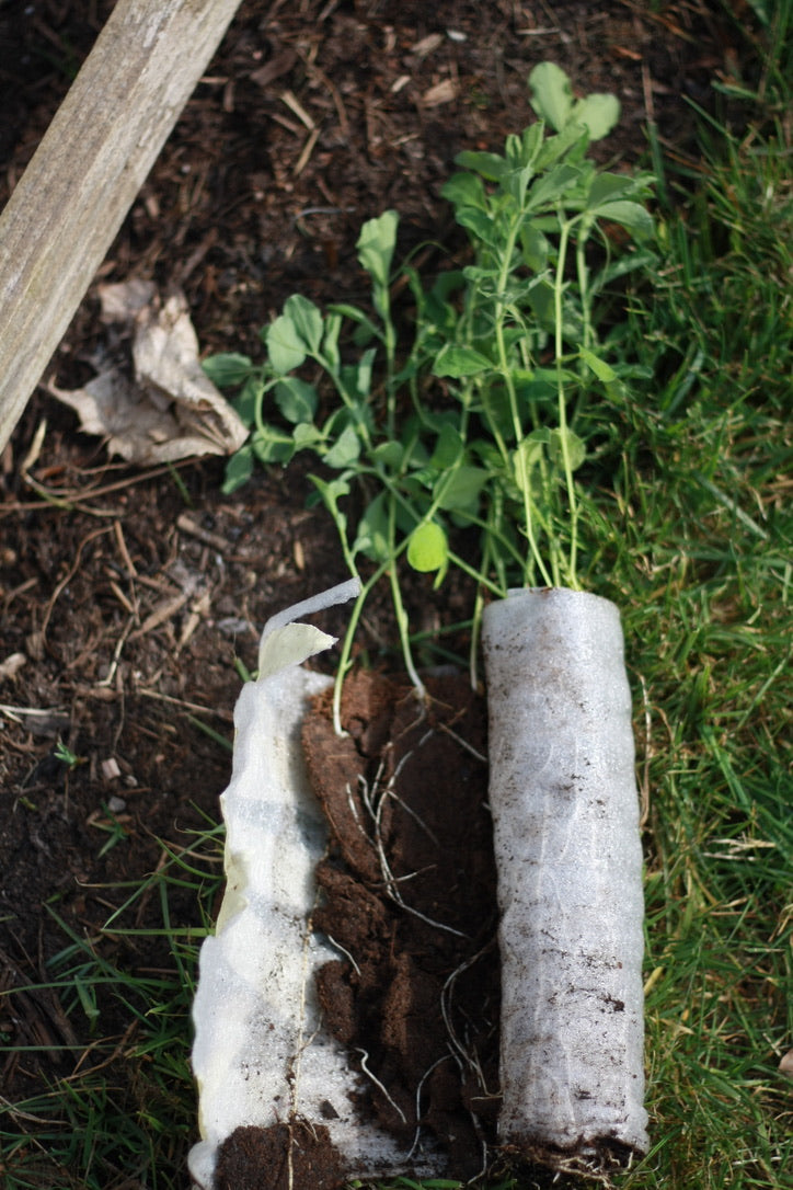 SAART™ Duftwickenmix – Sweet Pea Samen (Lathyrus odoratus), einjährige Sommerblume