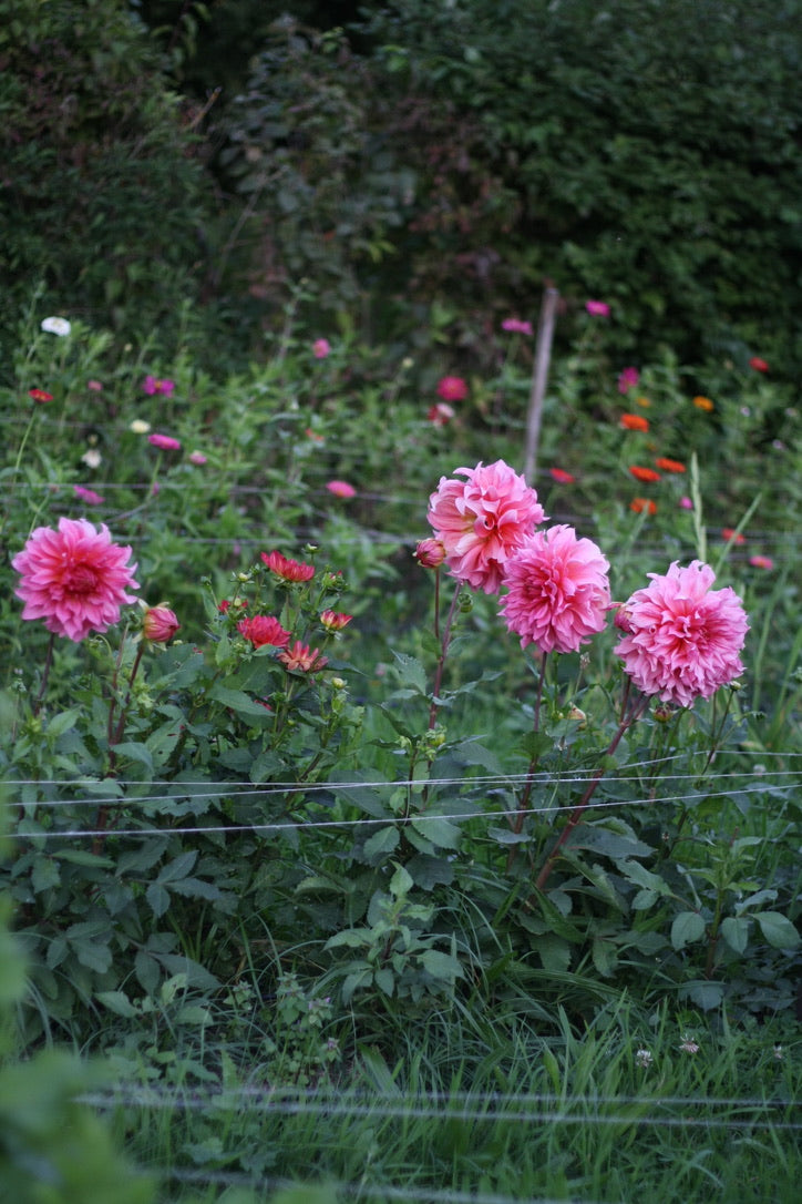 Dahlienknolle ‚Islander‘