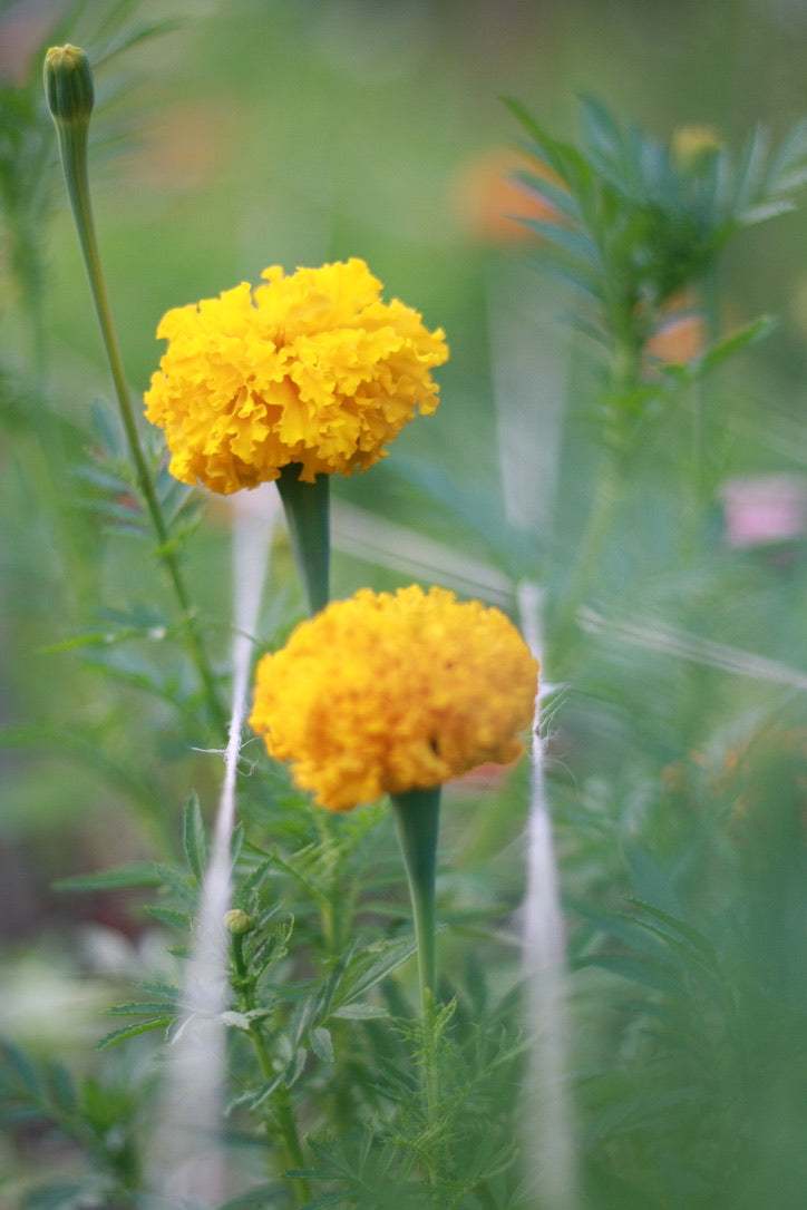 SAART™ Tagetesmix – Tagetes Samen (Tagetes patula & tenuifolia ), einjährige Sommerblume