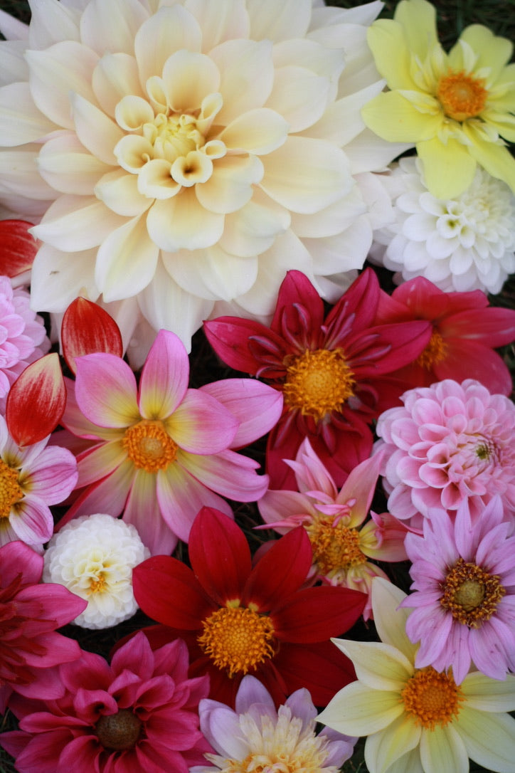 SAART™ Dahlienmix – Dahlia Samen (Dahlia variabilis), knollenbildende Sommerblume (nicht winterhart)