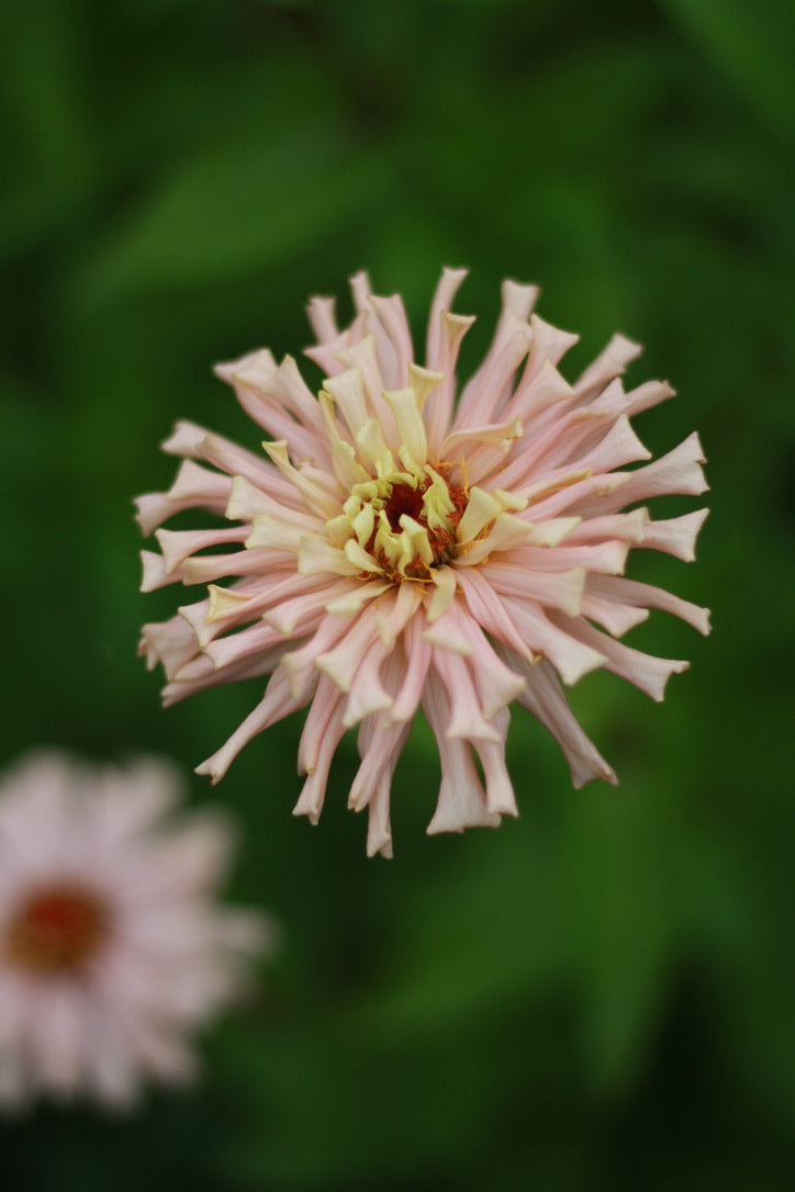 SAART™ Zinnia Mix – Zinnia Seeds (Zinnia elegans), Annual Summer Flower
