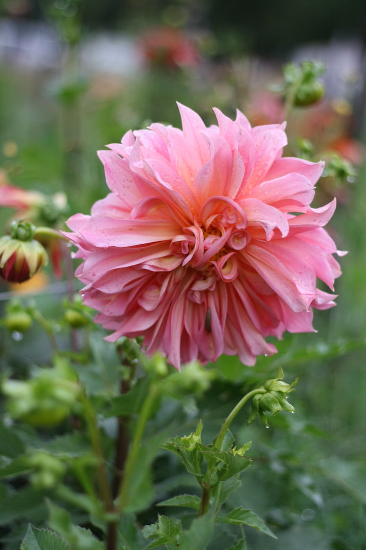 Dahlienknolle ‚Islander‘