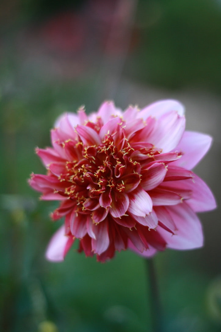 Dahlienknolle ‚Crispy Waltz‘ (eigene Selektion)