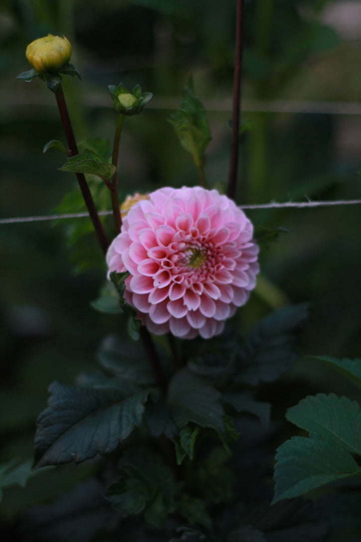 SAART™ Dahlienmix – Dahlia Samen (Dahlia variabilis), knollenbildende Sommerblume (nicht winterhart)