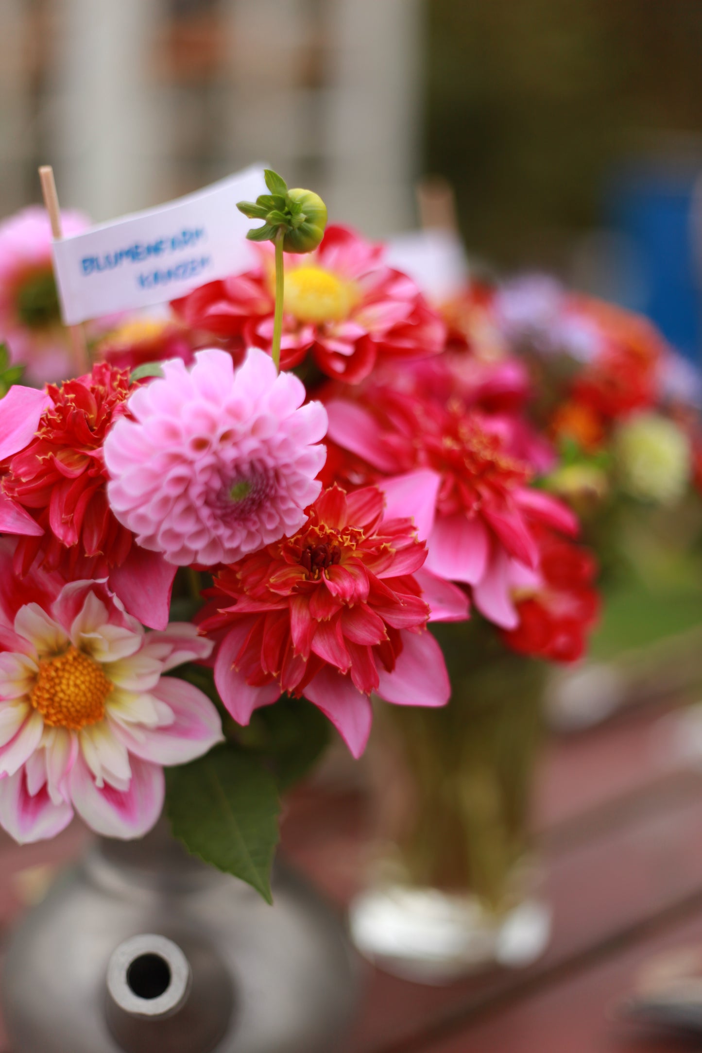 Dahlienknolle ‚Alpen Mary Lloyd‘
