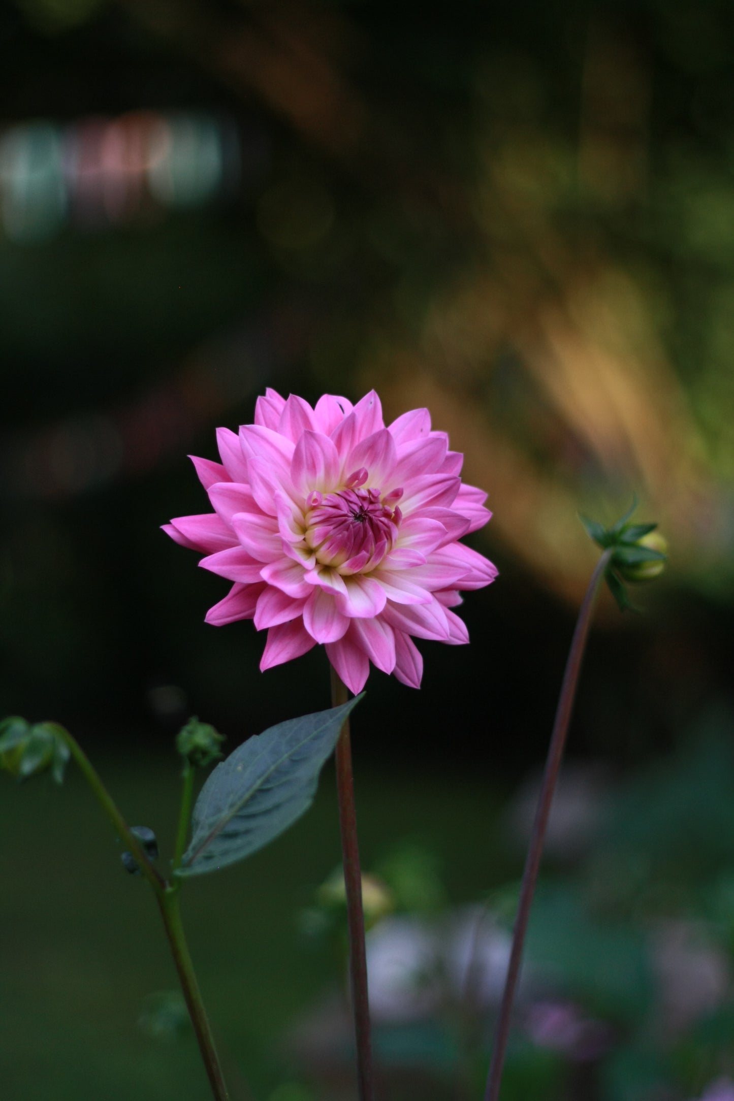 Dahlienknolle ‚Miss Delilah‘