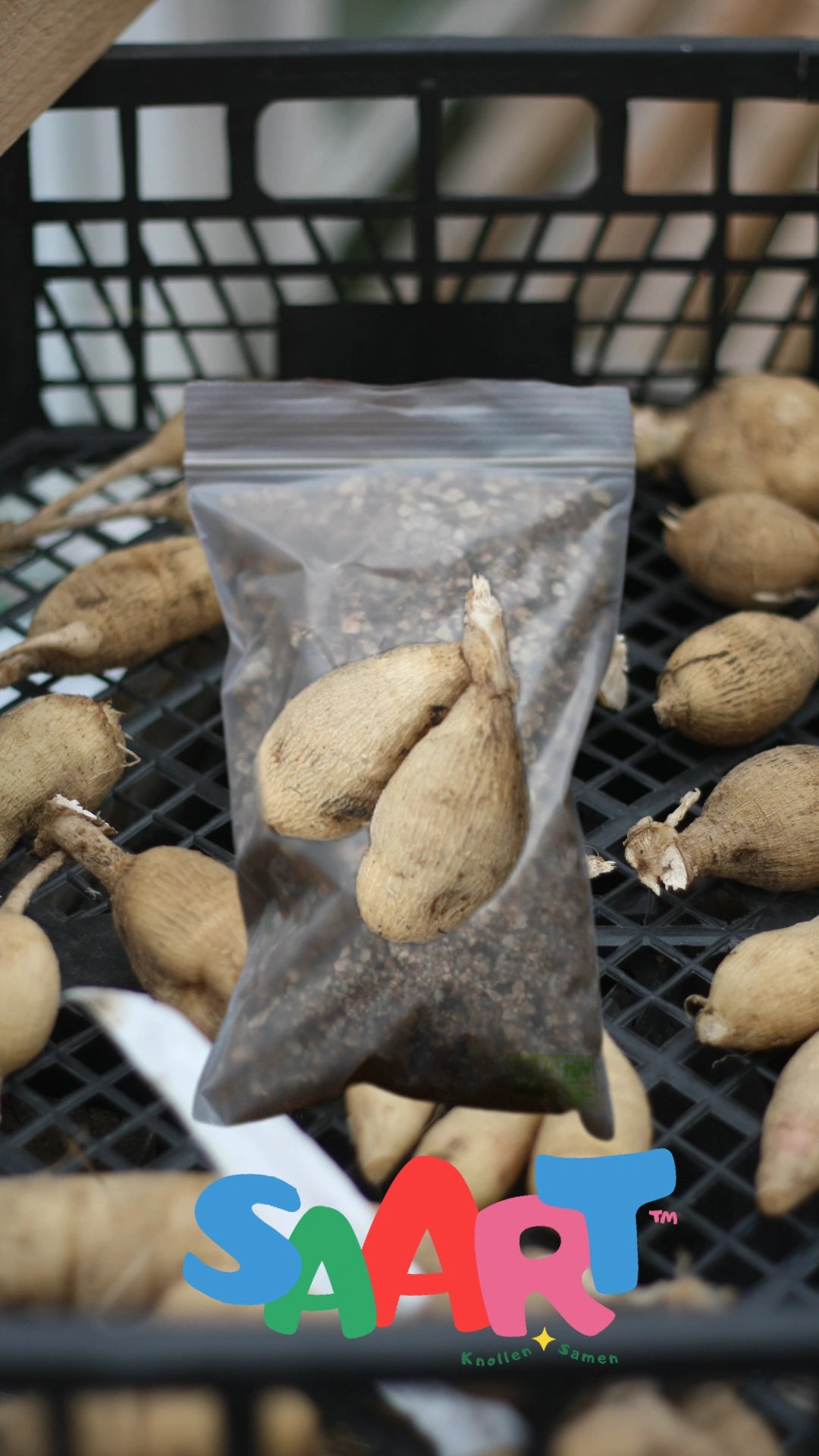 Dahlienknolle ‚Princess Nadine‘