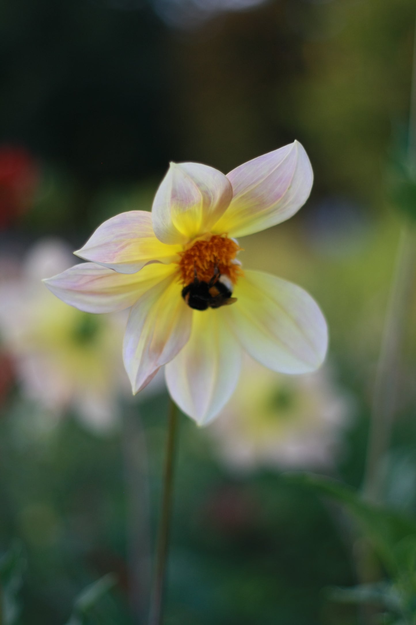 Dahlienknolle ‚Mona Lisa‘ (eigene Selektion)
