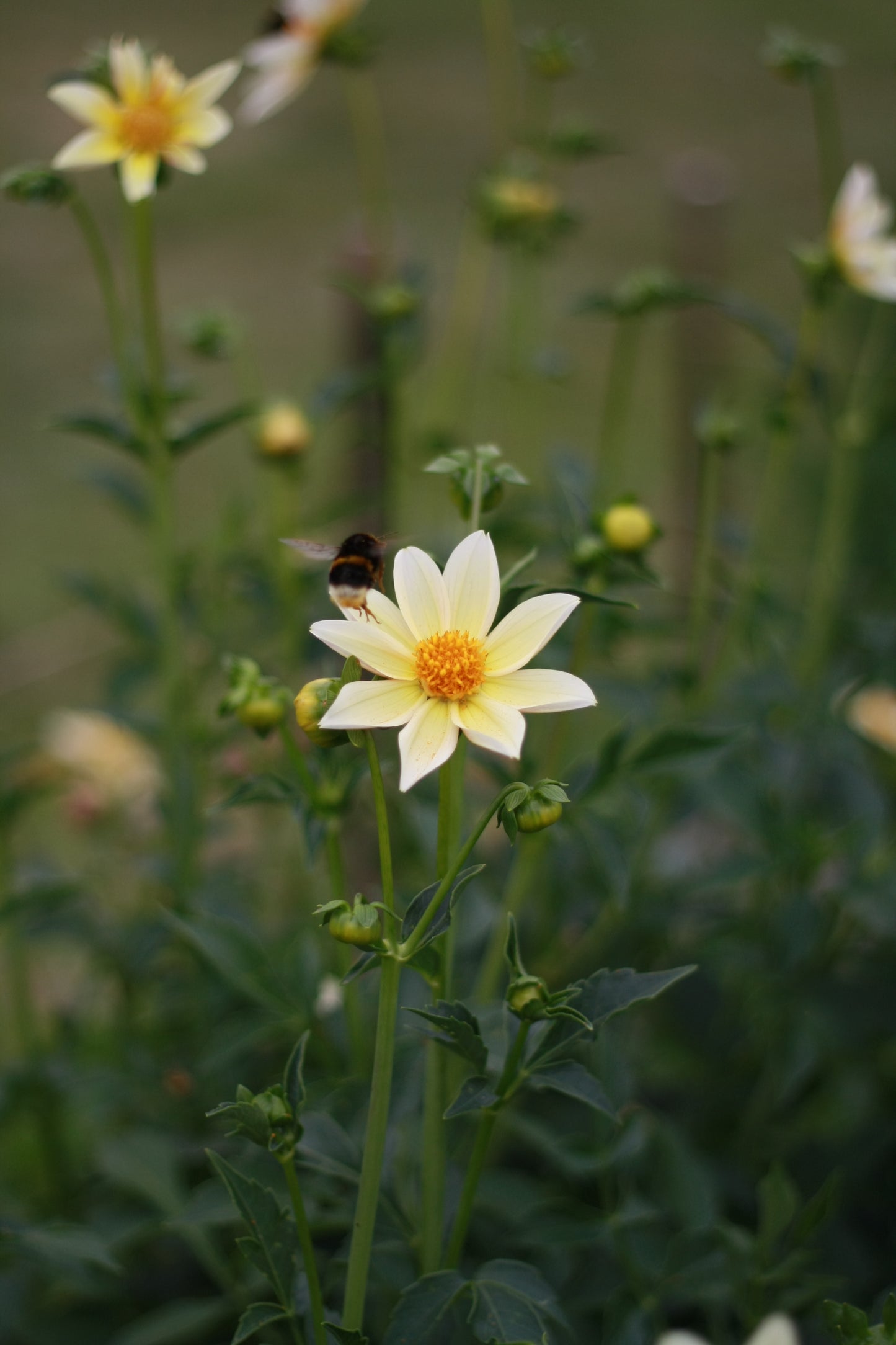 Dahlienknolle ‚Little Star‘ (eigene Selektion)