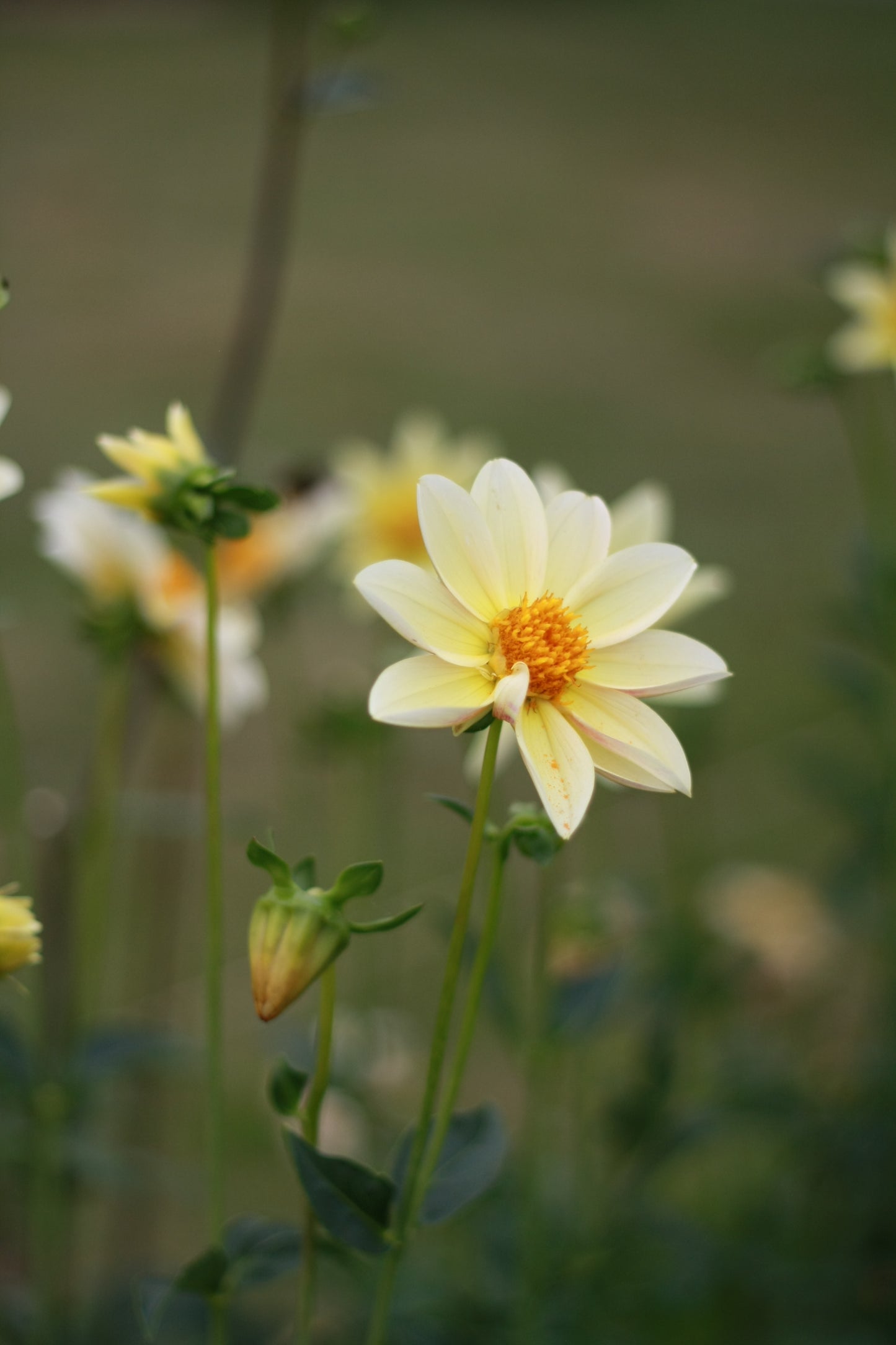 Dahlienknolle ‚Little Star‘ (eigene Selektion)