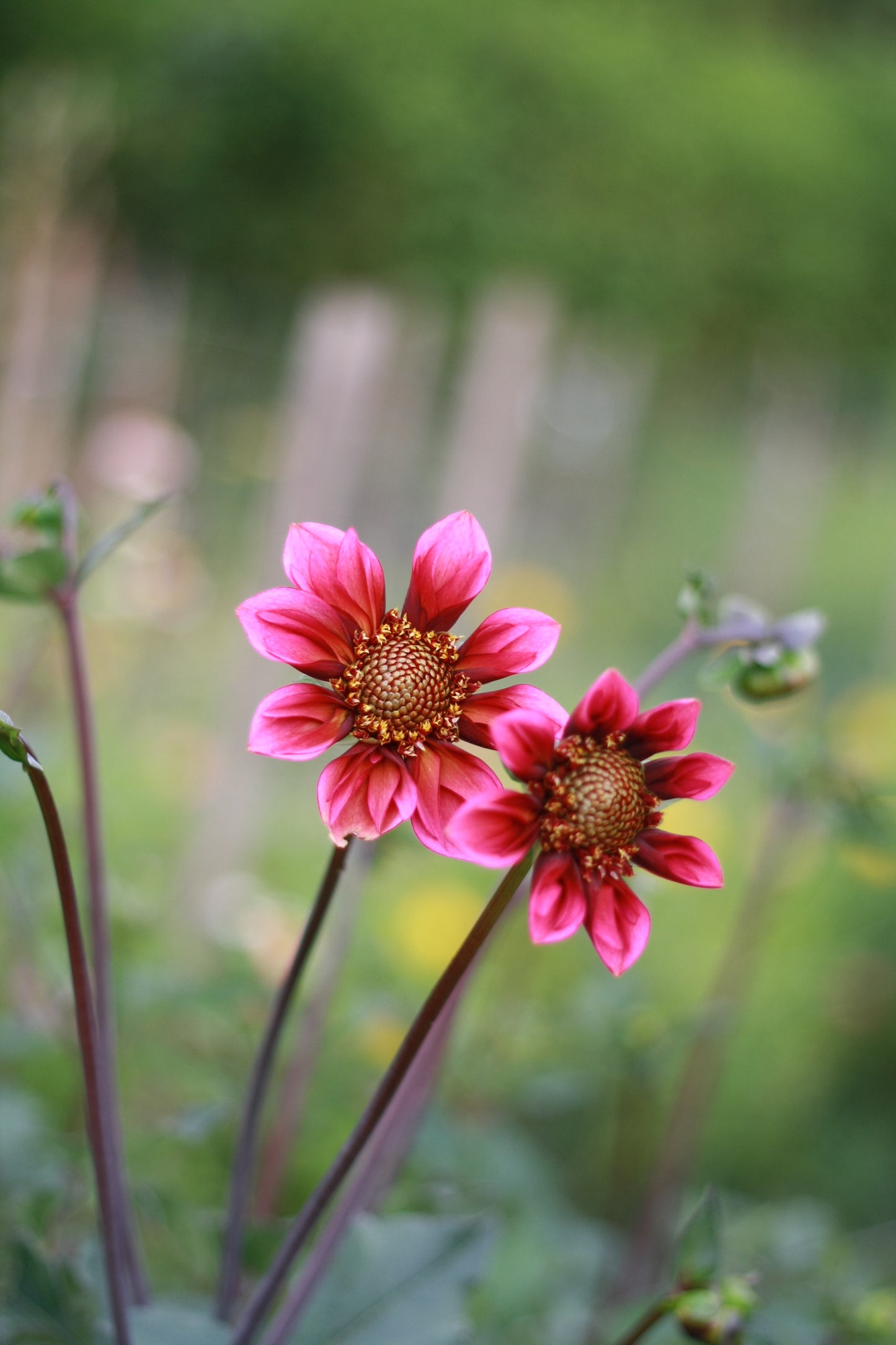 Dahlienknolle ‚Princess Nadine‘
