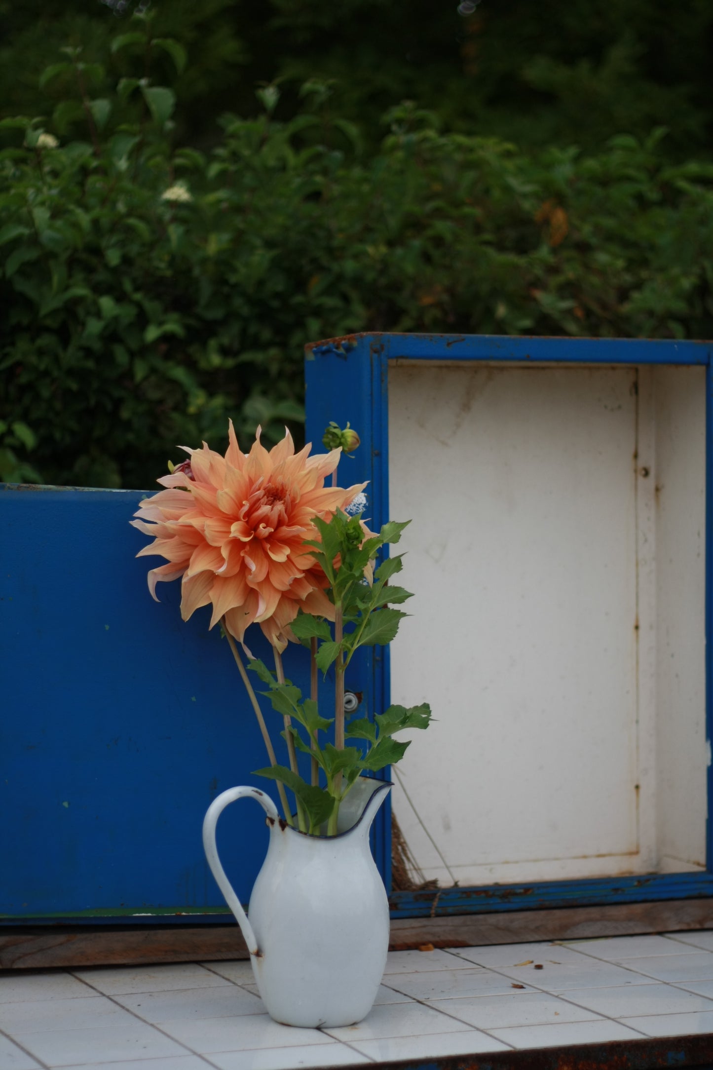 Dahlienknolle ‚Mango Madness‘