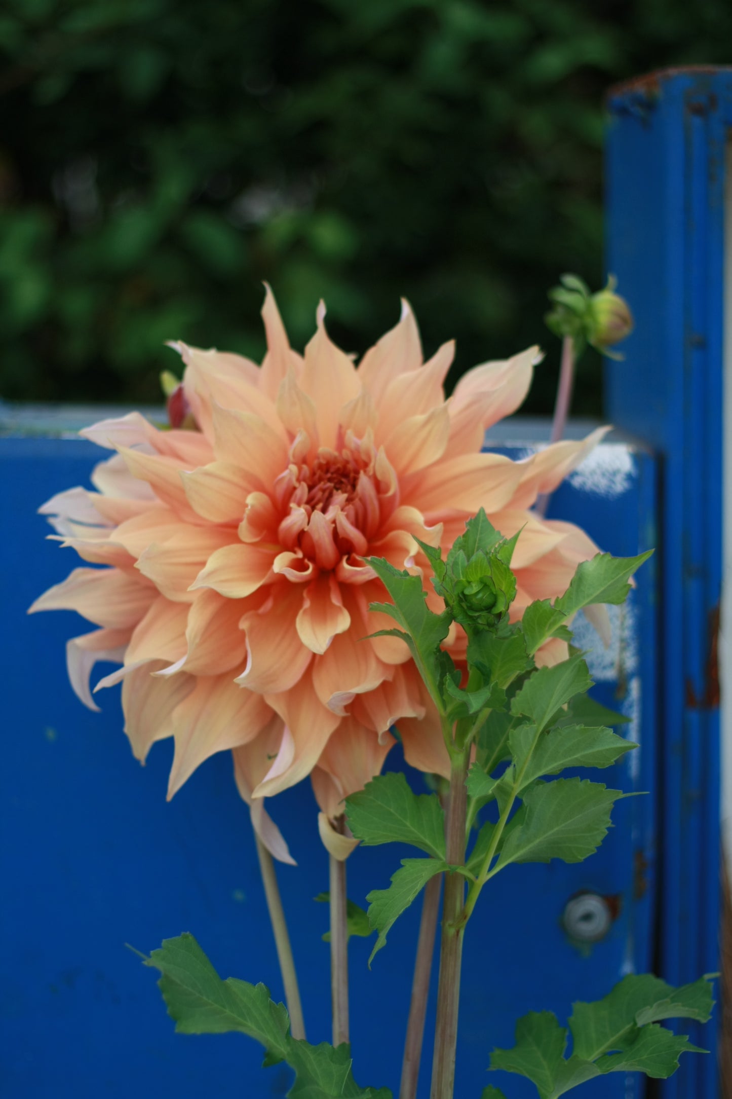 Dahlienknolle ‚Mango Madness‘