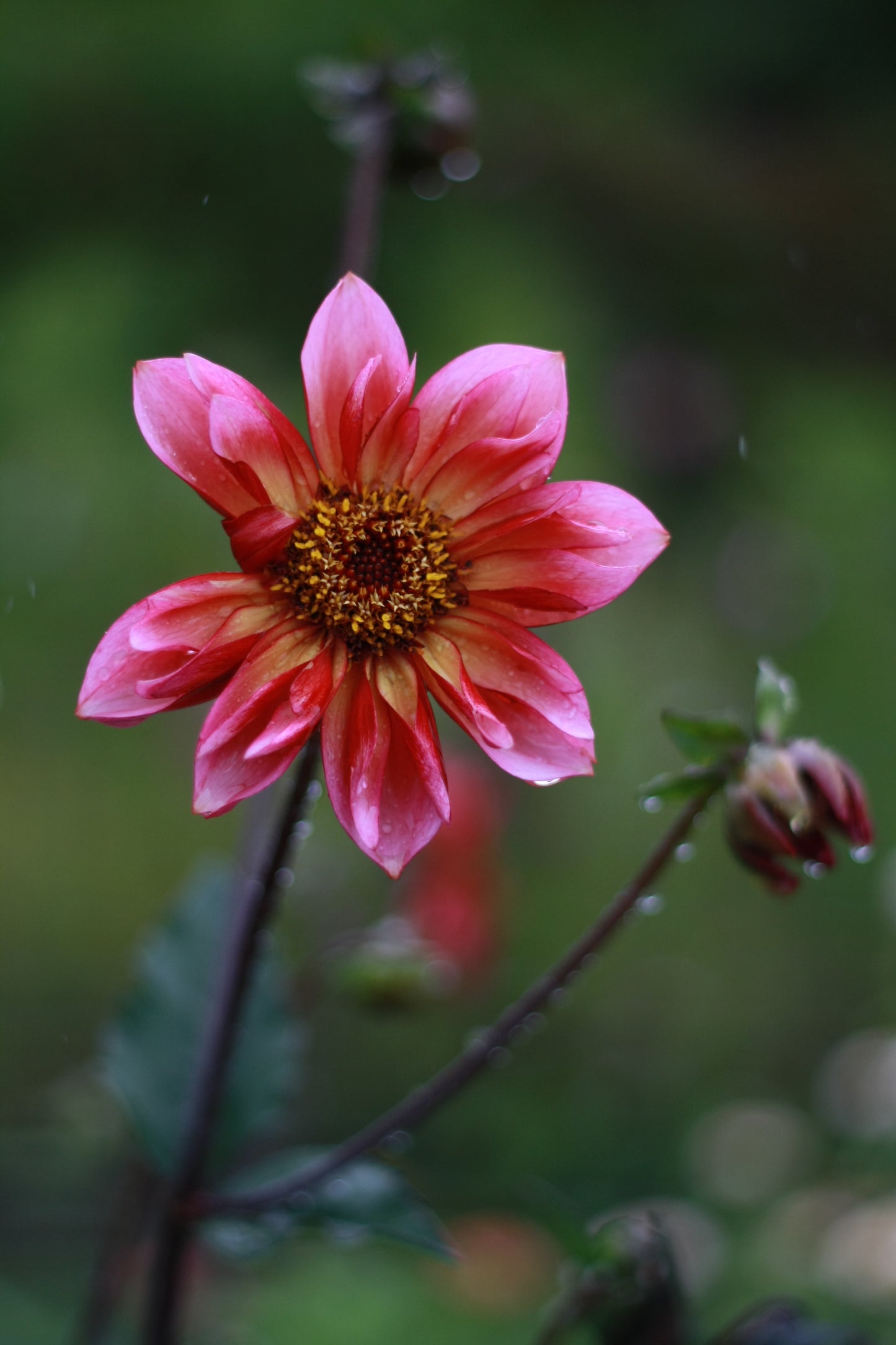 Dahlienknolle ‚Princess Nadine‘