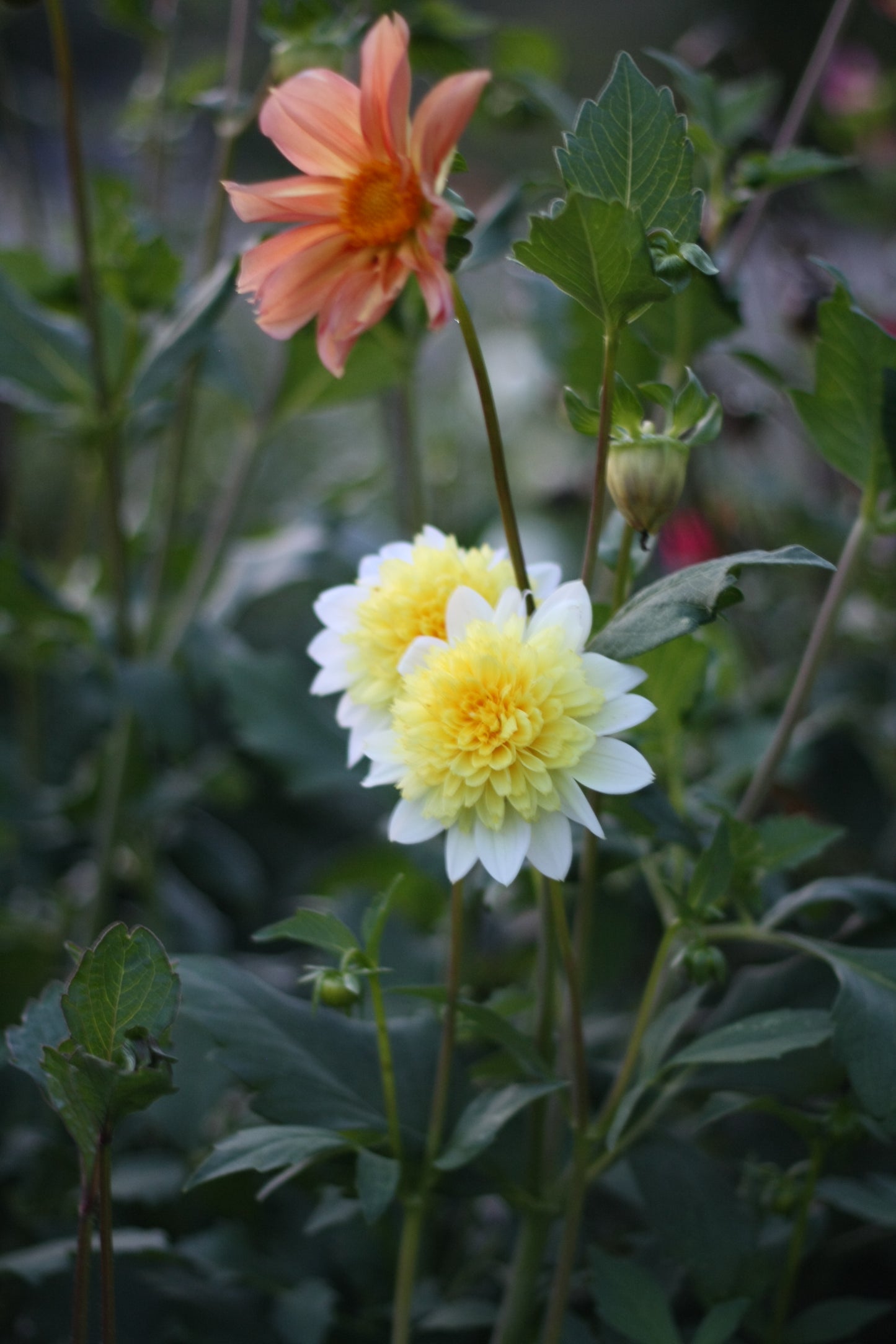 Dahlienknolle ‚Freya Paso Doble‘