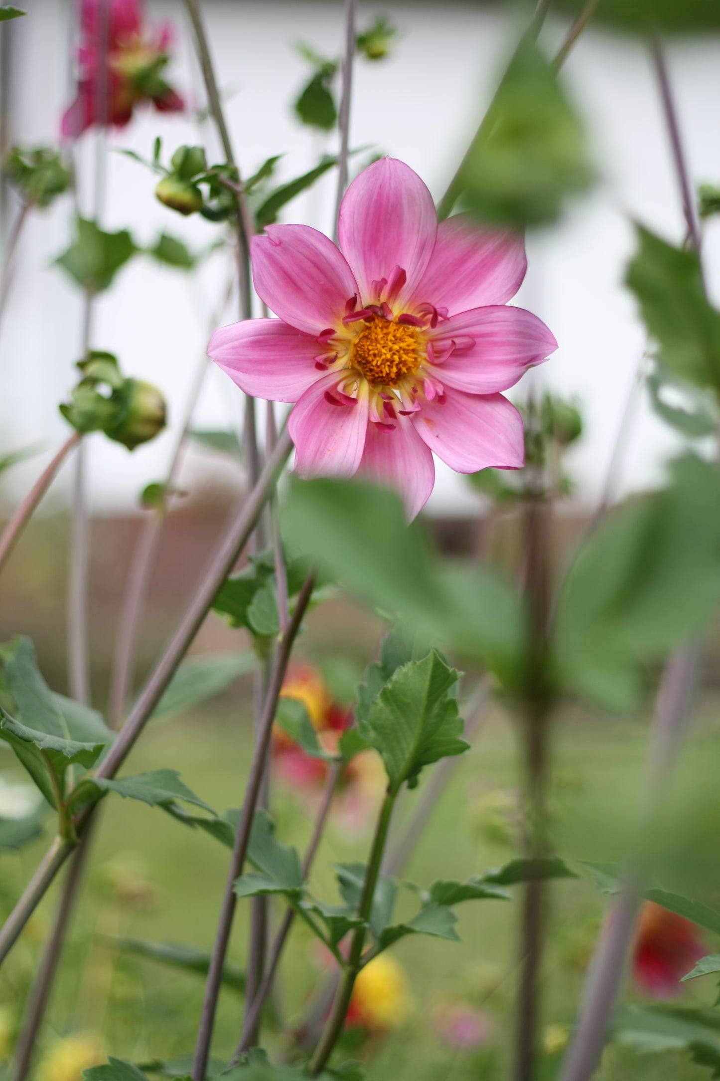 Dahlienknolle ‚No Name 3‘ (eigene Selektion)
