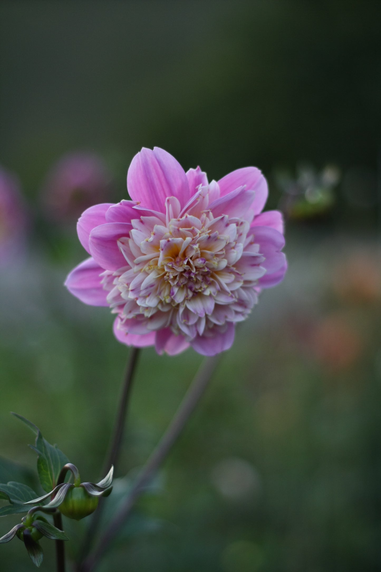 Dahlienknolle ‚Take Off‘