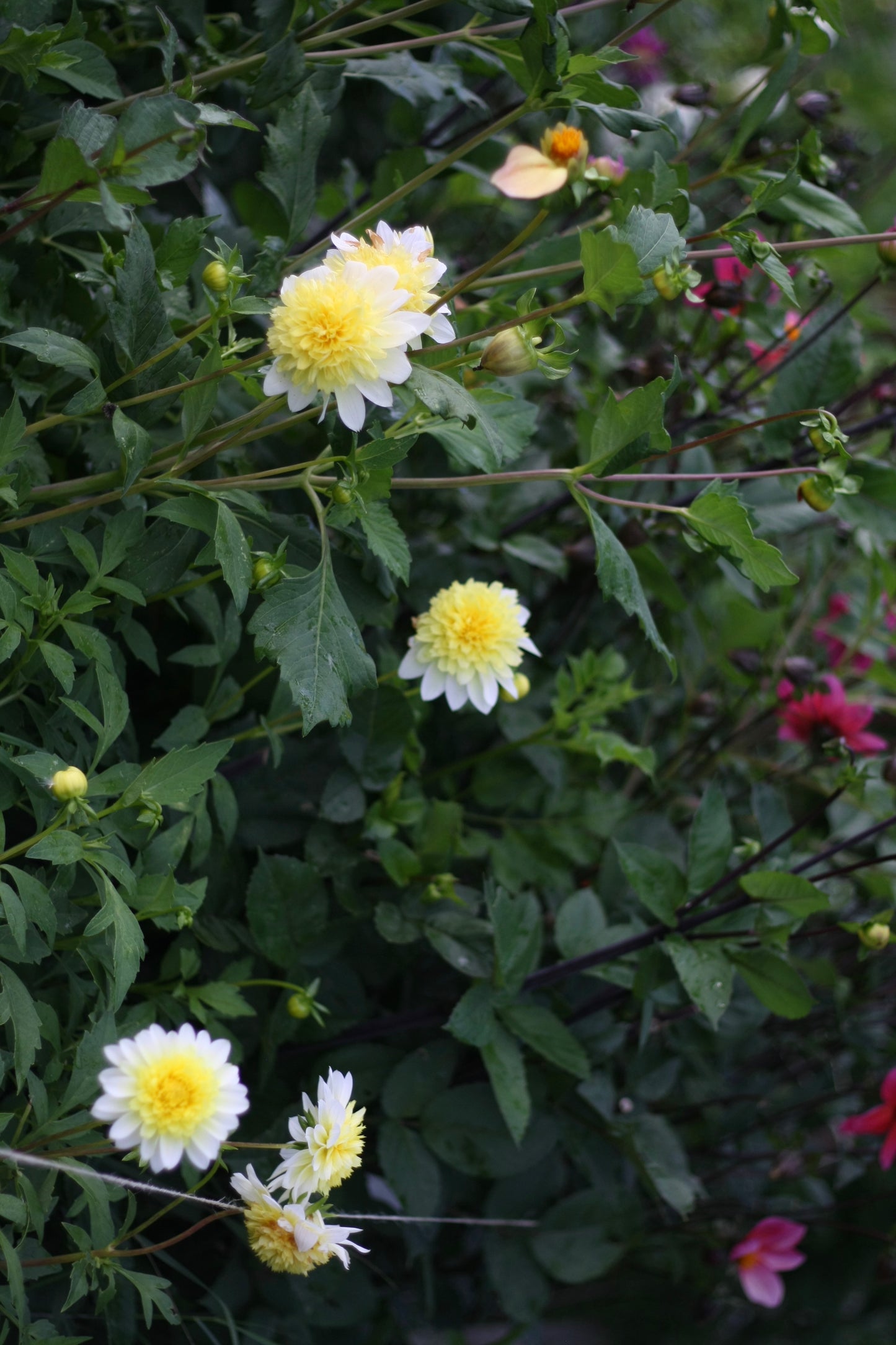 Dahlienknolle ‚Freya Paso Doble‘