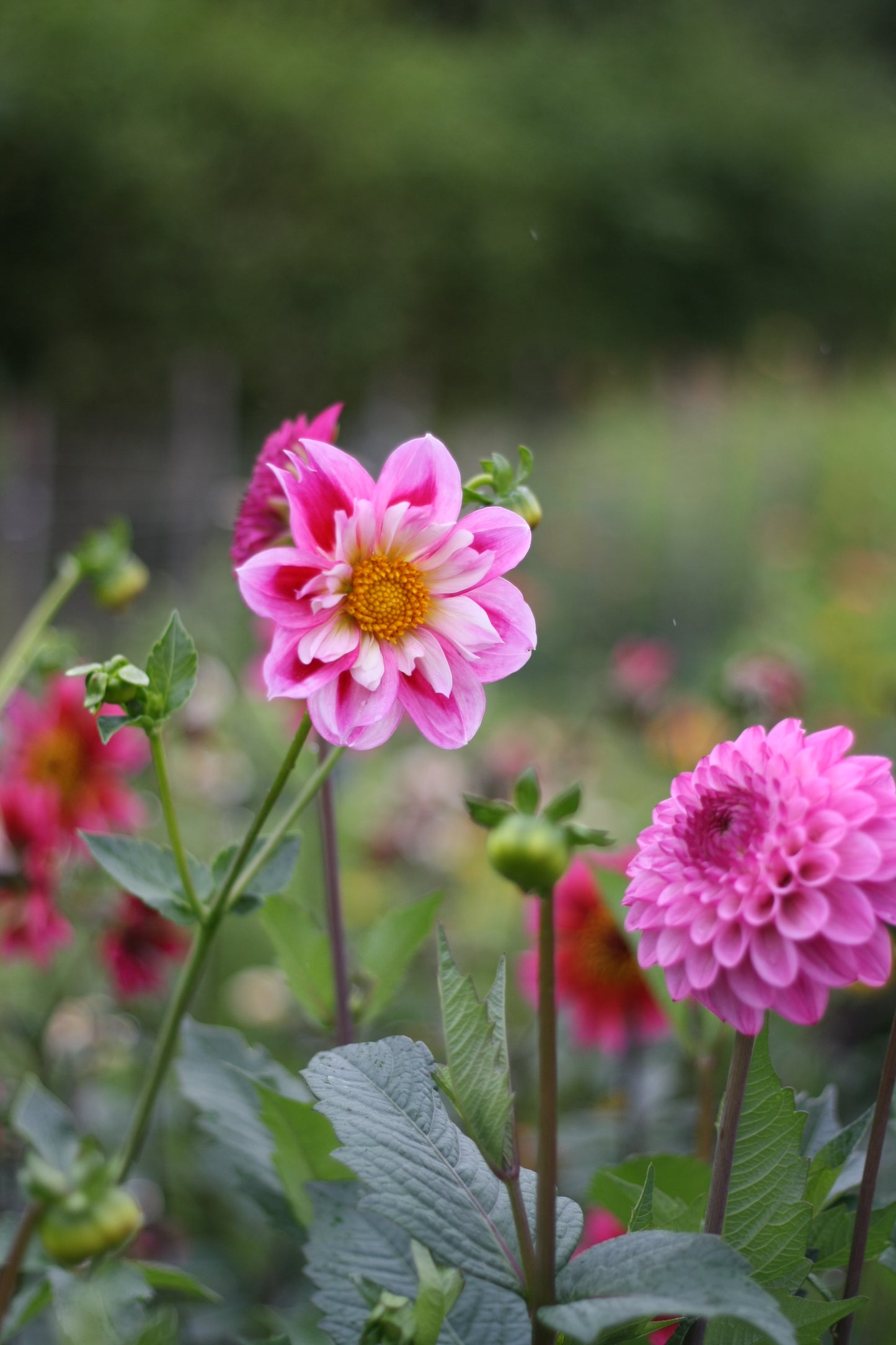 Dahlienknolle ‚Alpen Mary Lloyd‘