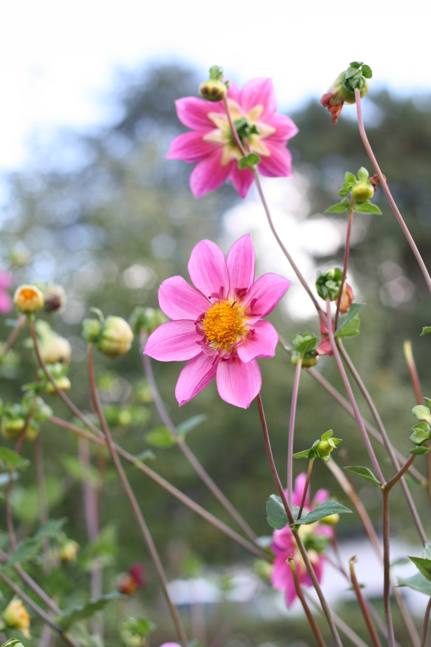 Dahlienknolle ‚No Name 3‘ (eigene Selektion)