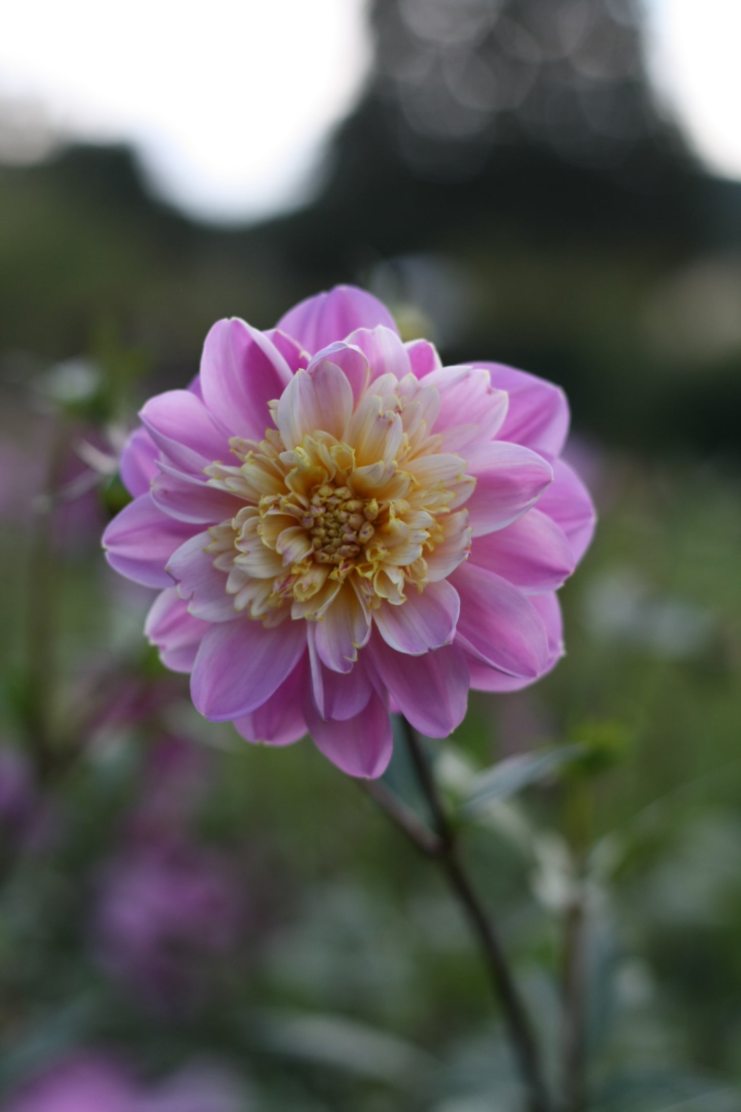 Dahlienknolle ‚Take Off‘