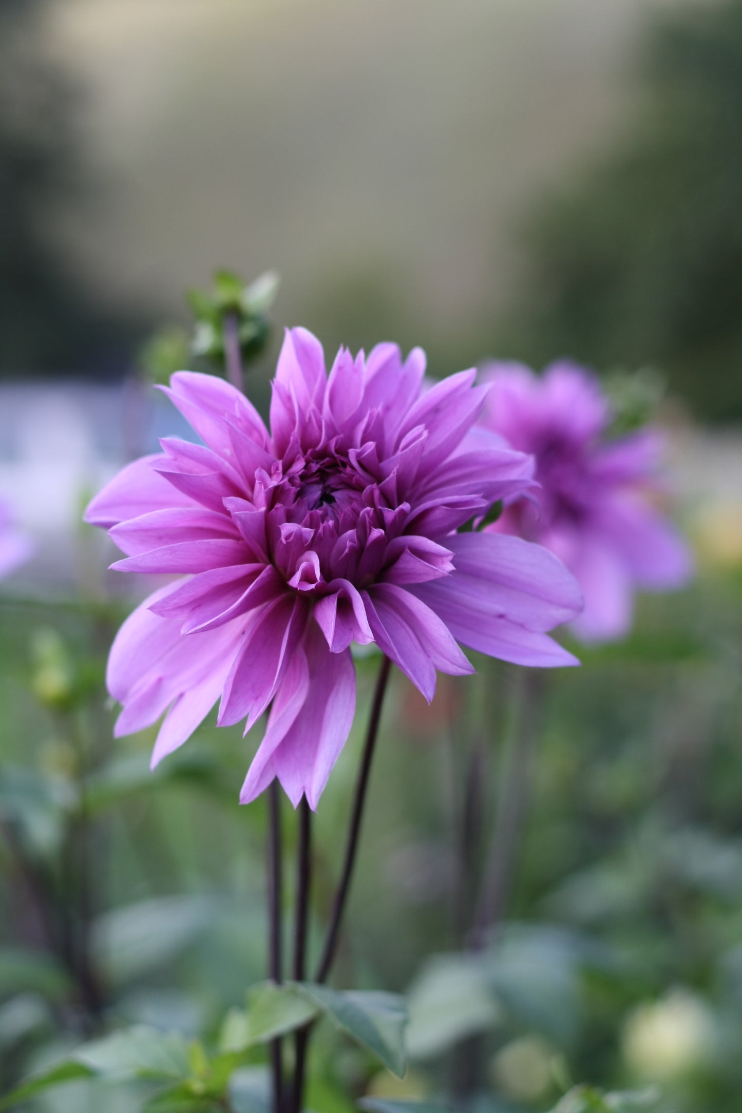Dahlienknolle ‚Lilac Time‘