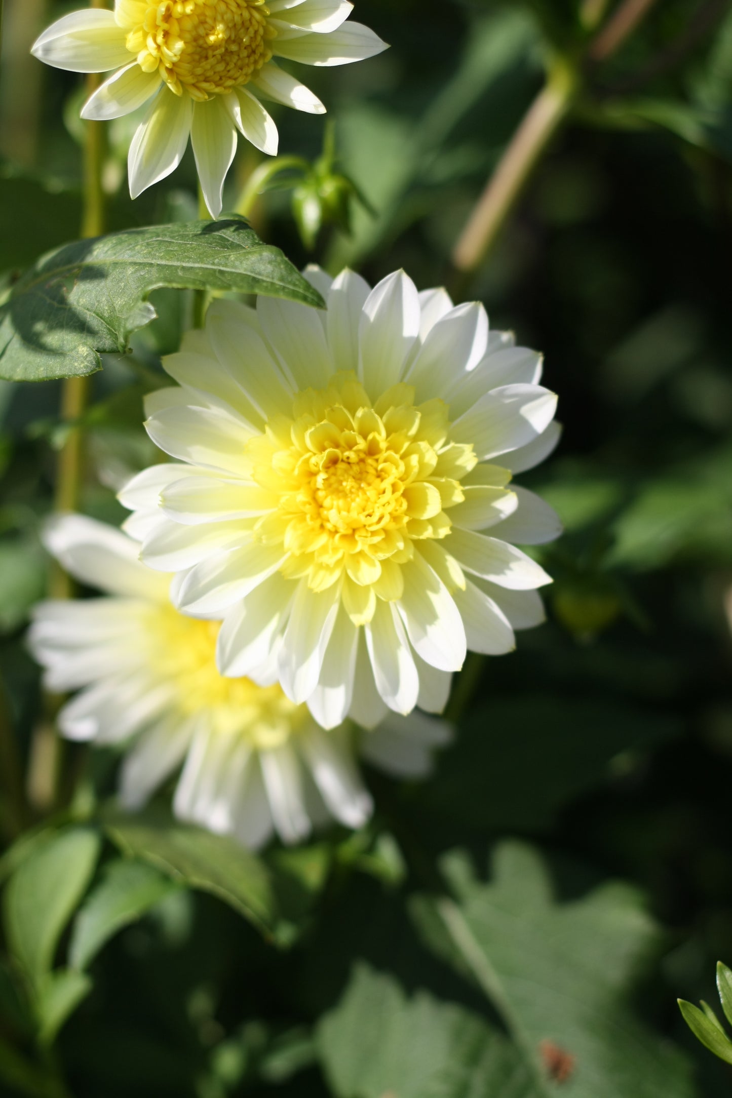 Dahlienknolle ‚Freya Paso Doble‘