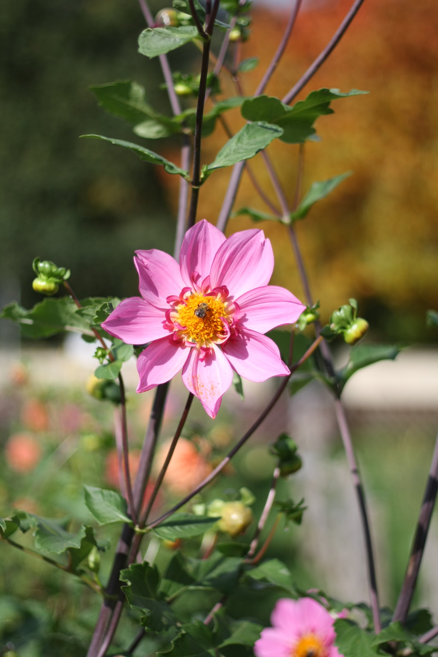 Dahlienknolle ‚No Name 3‘ (eigene Selektion)