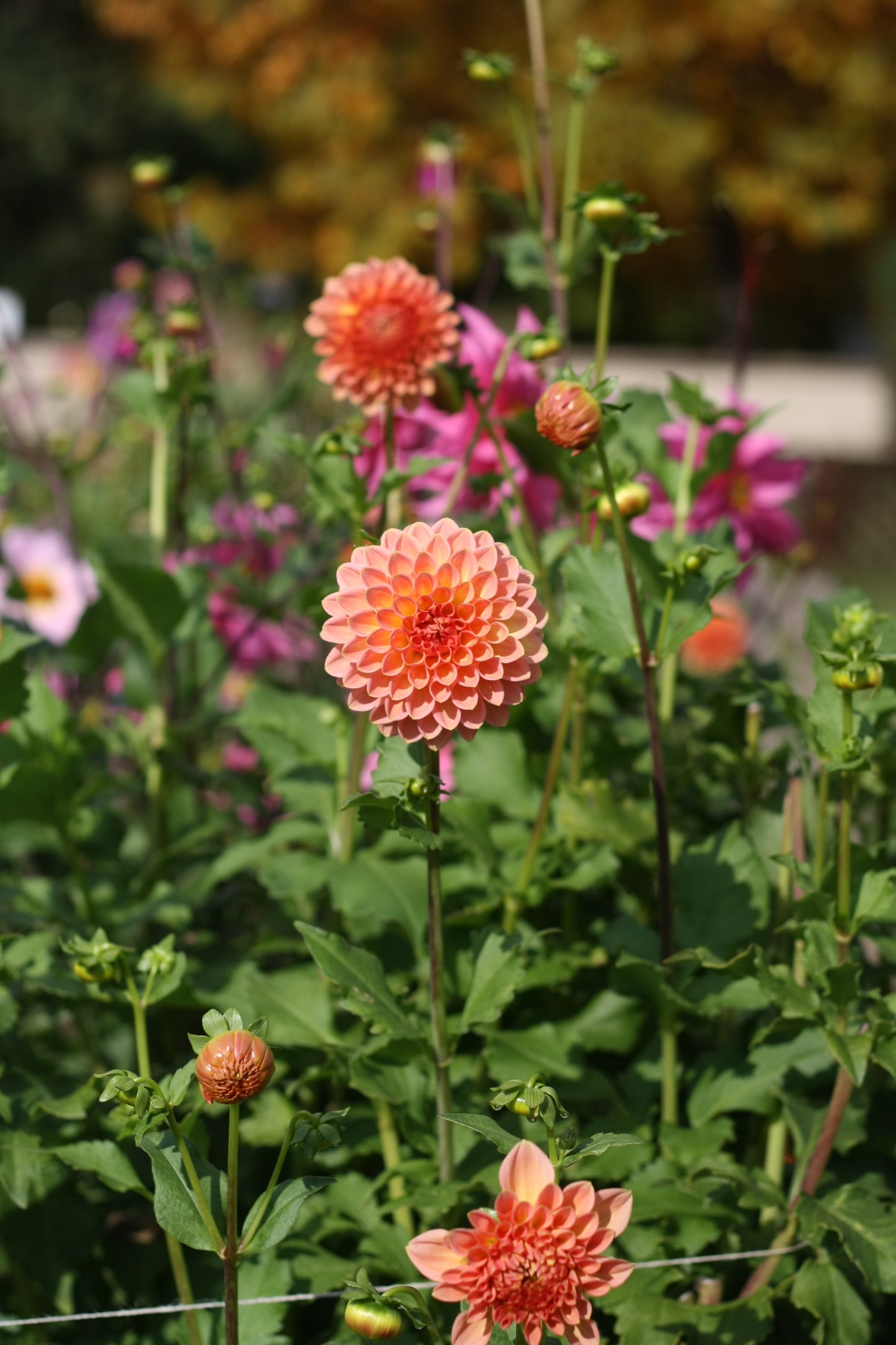 Dahlienknolle ‚Natalie G‘