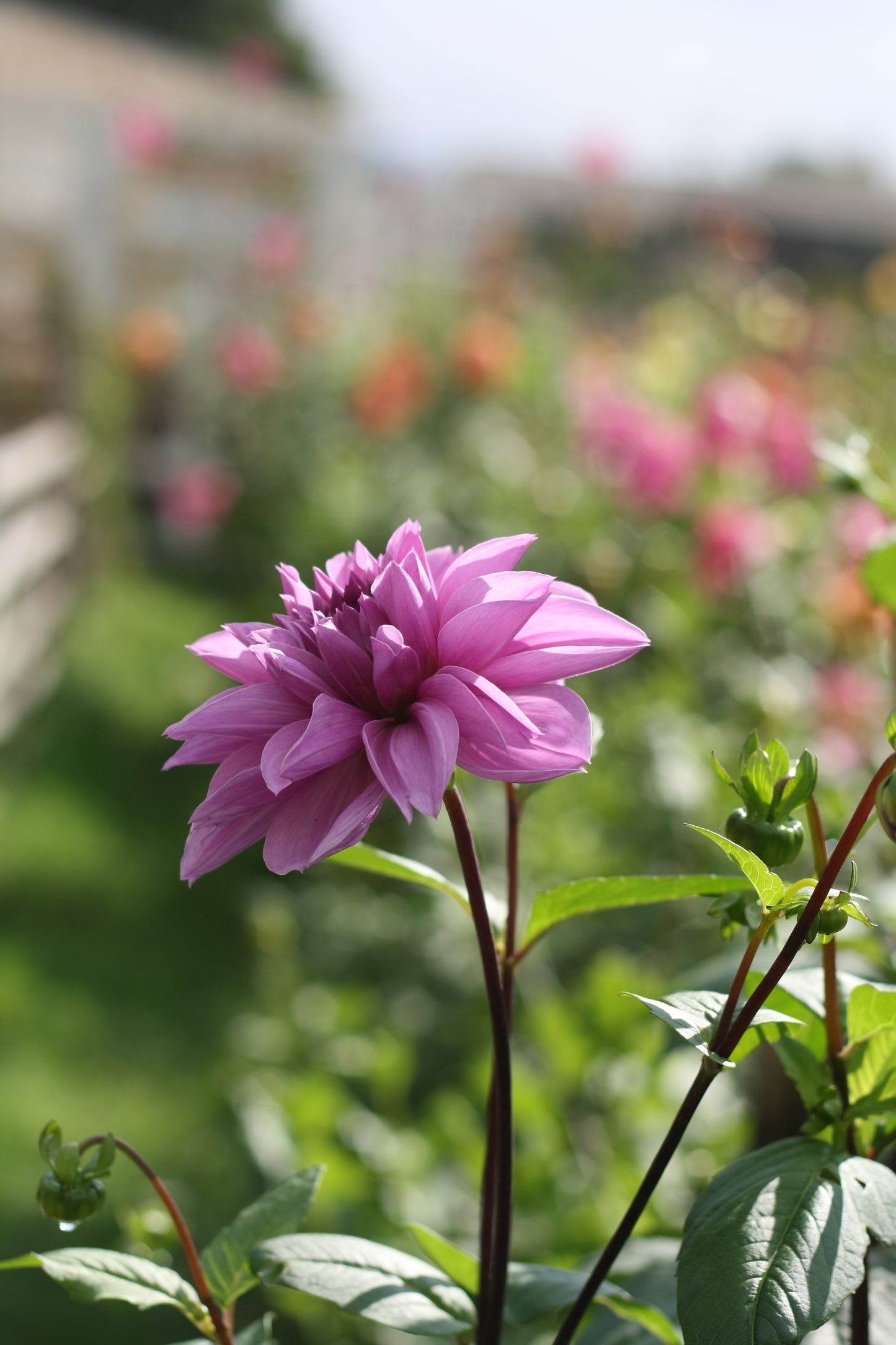 Dahlienknolle ‚Lilac Time‘