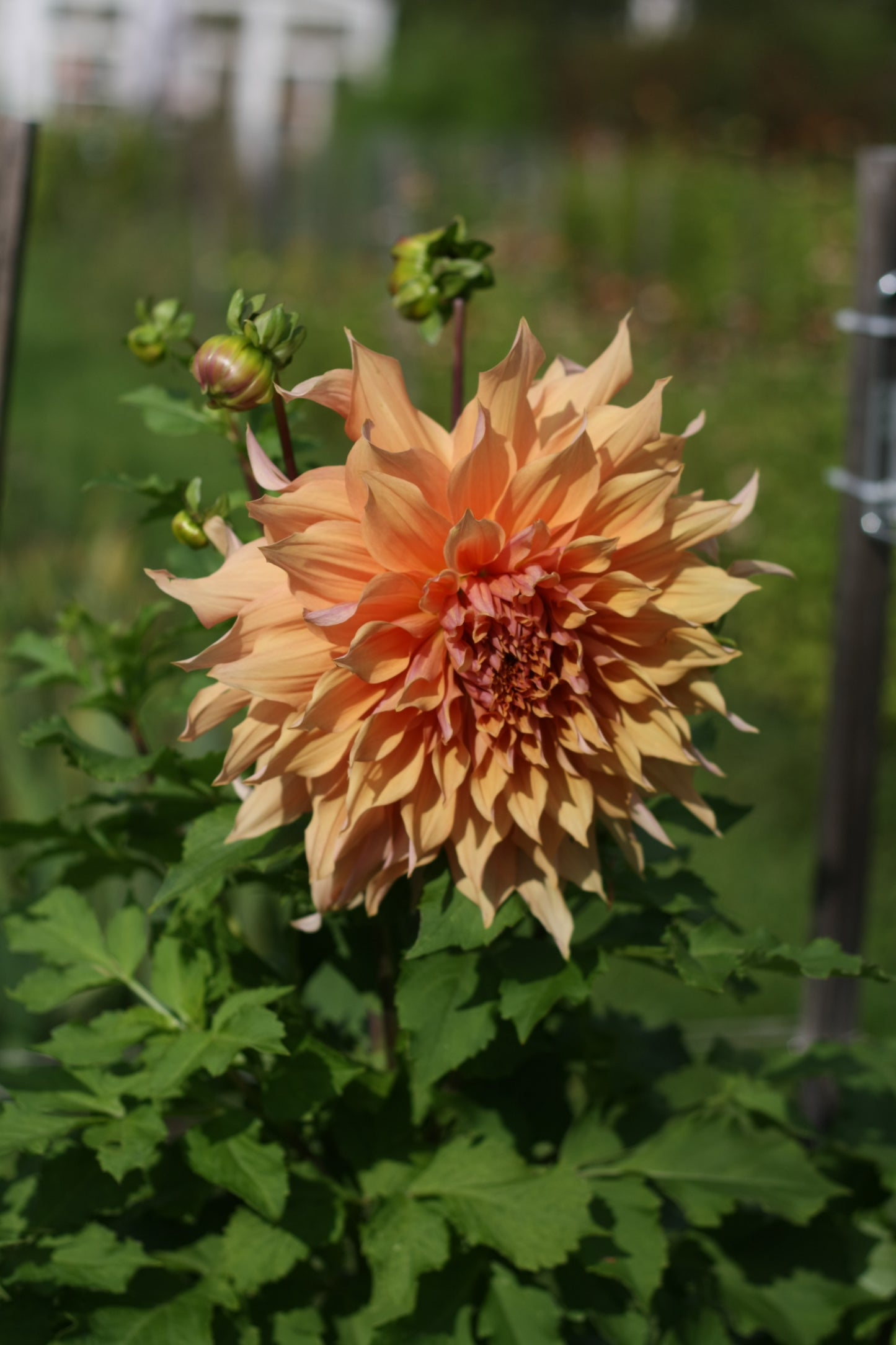 Dahlienknolle ‚Mango Madness‘