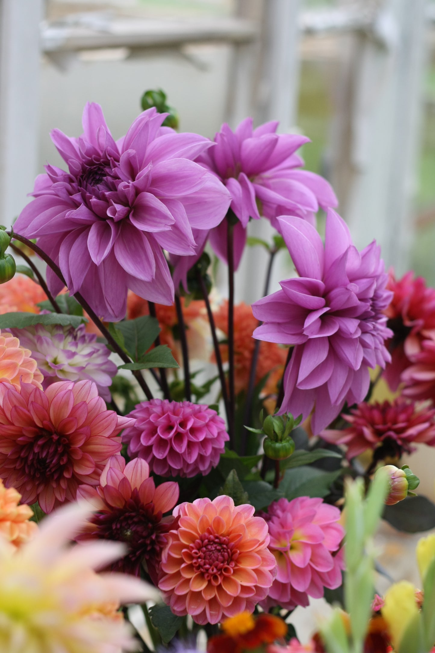 Dahlienknolle ‚Lilac Time‘