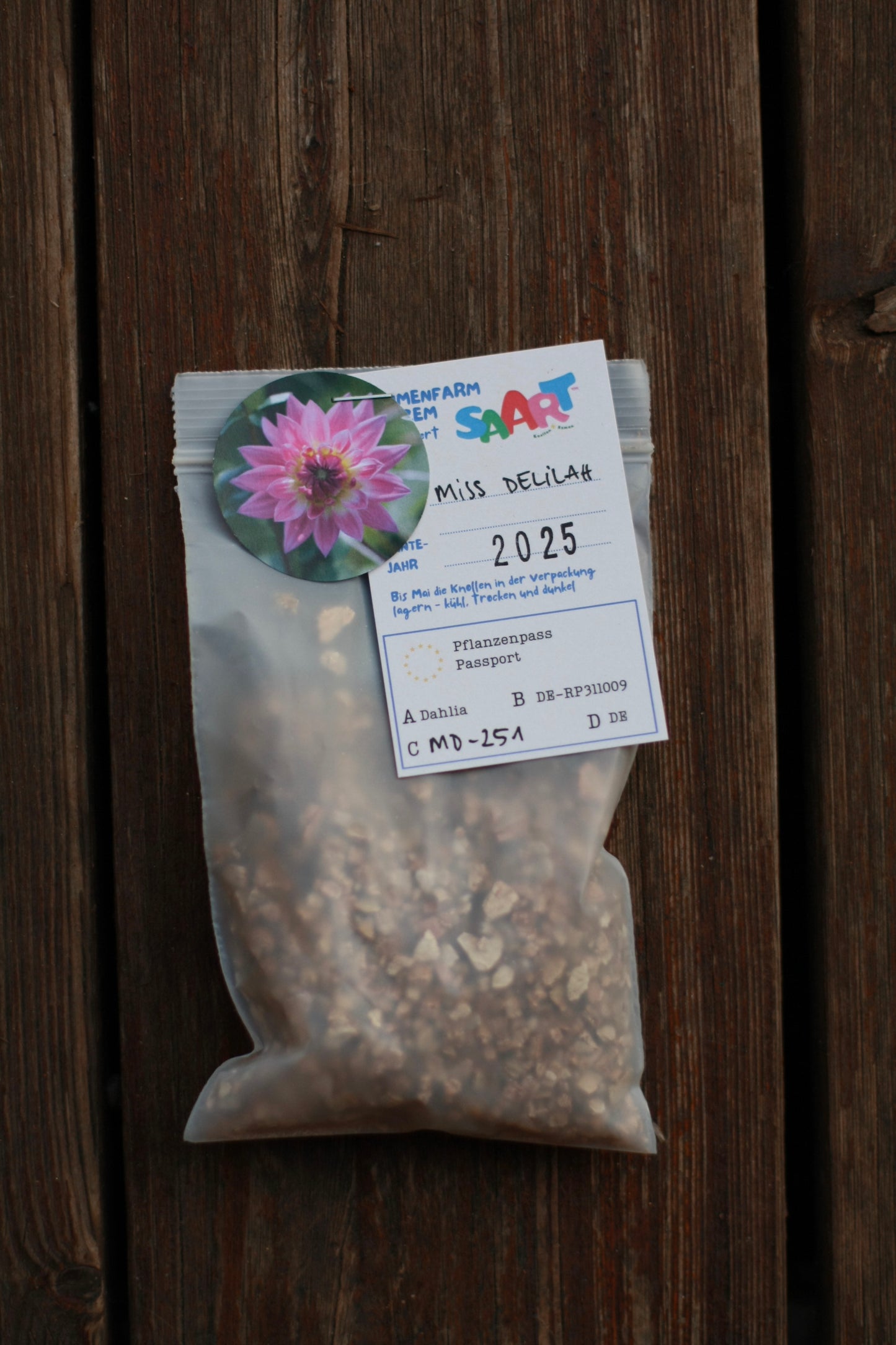 Dahlienknolle ‚Miss Delilah‘