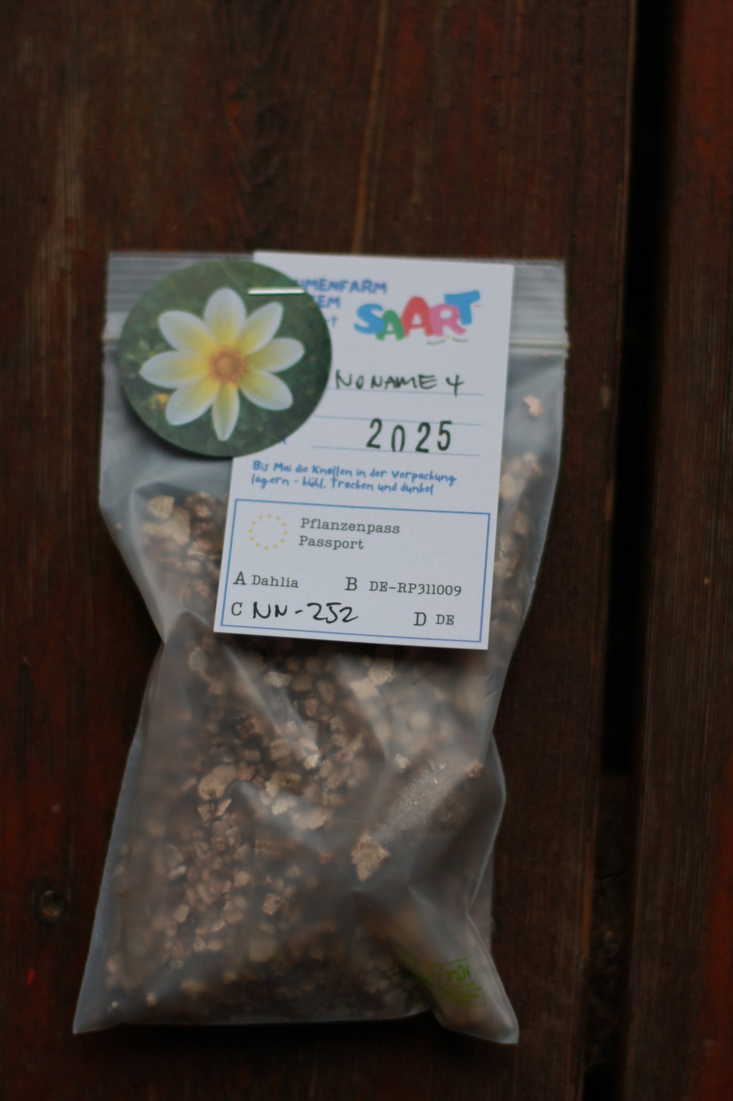 Dahlienknolle ‚Little Star‘ (eigene Selektion)