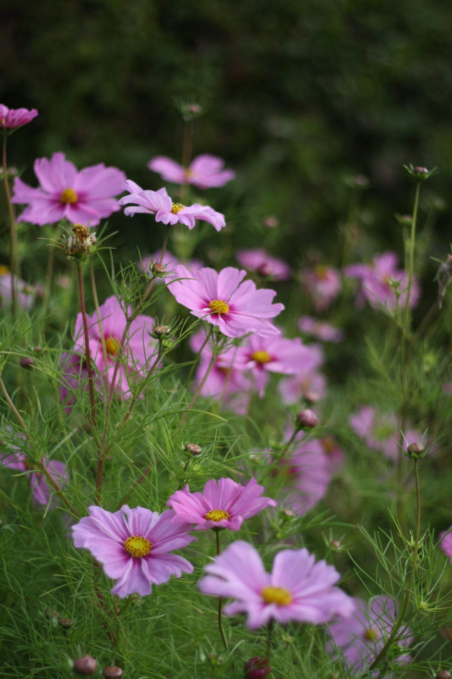 SAART™ Cosmeenmix – Cosmea Samen (Cosmos bipinnatus), einjährige Sommerblume