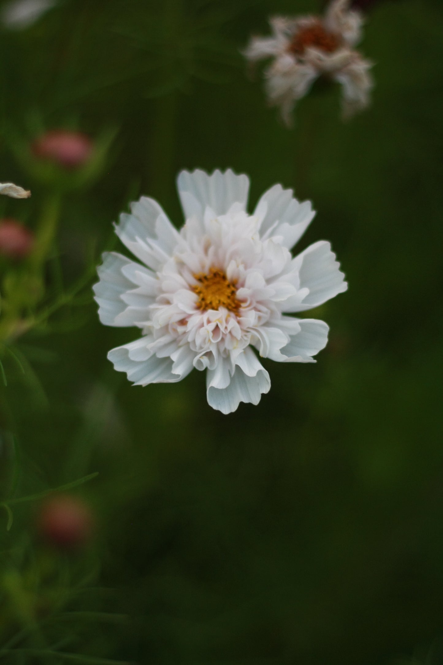 SAART™ Cosmeenmix – Cosmea Samen (Cosmos bipinnatus), einjährige Sommerblume