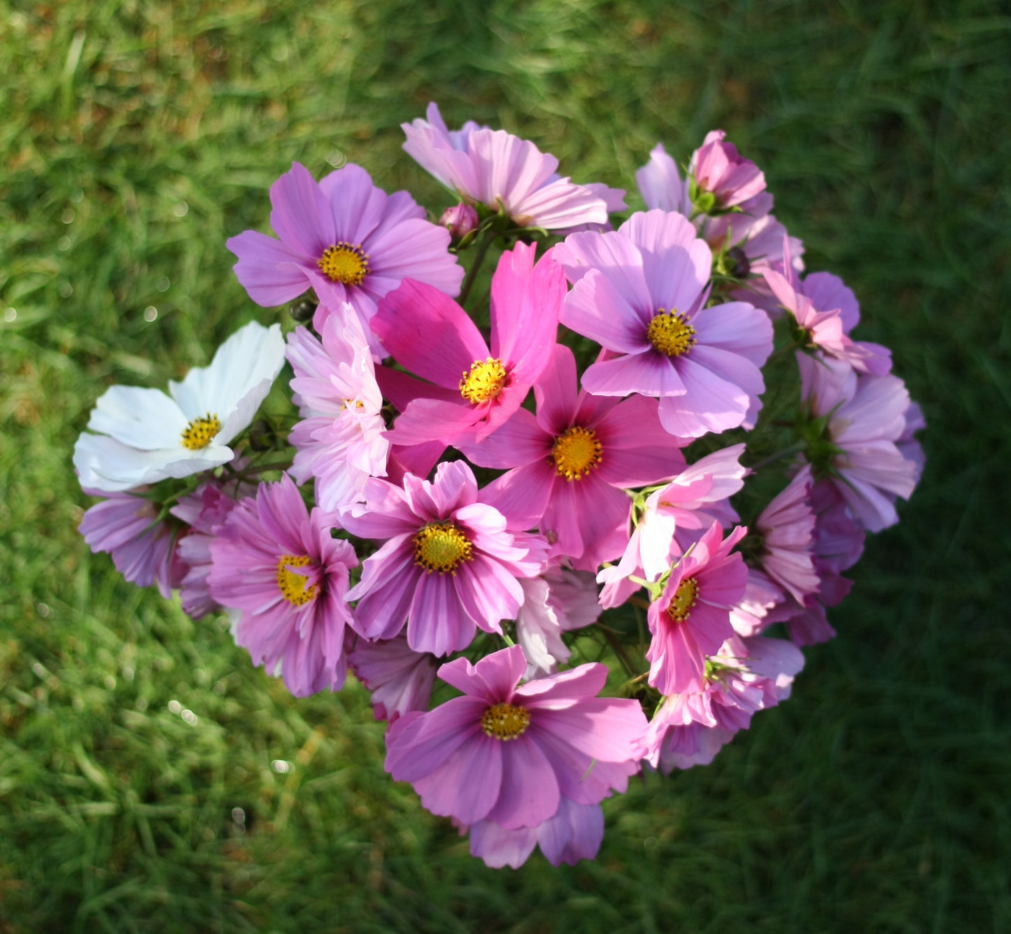 SAART™ Cosmeenmix – Cosmea Samen (Cosmos bipinnatus), einjährige Sommerblume