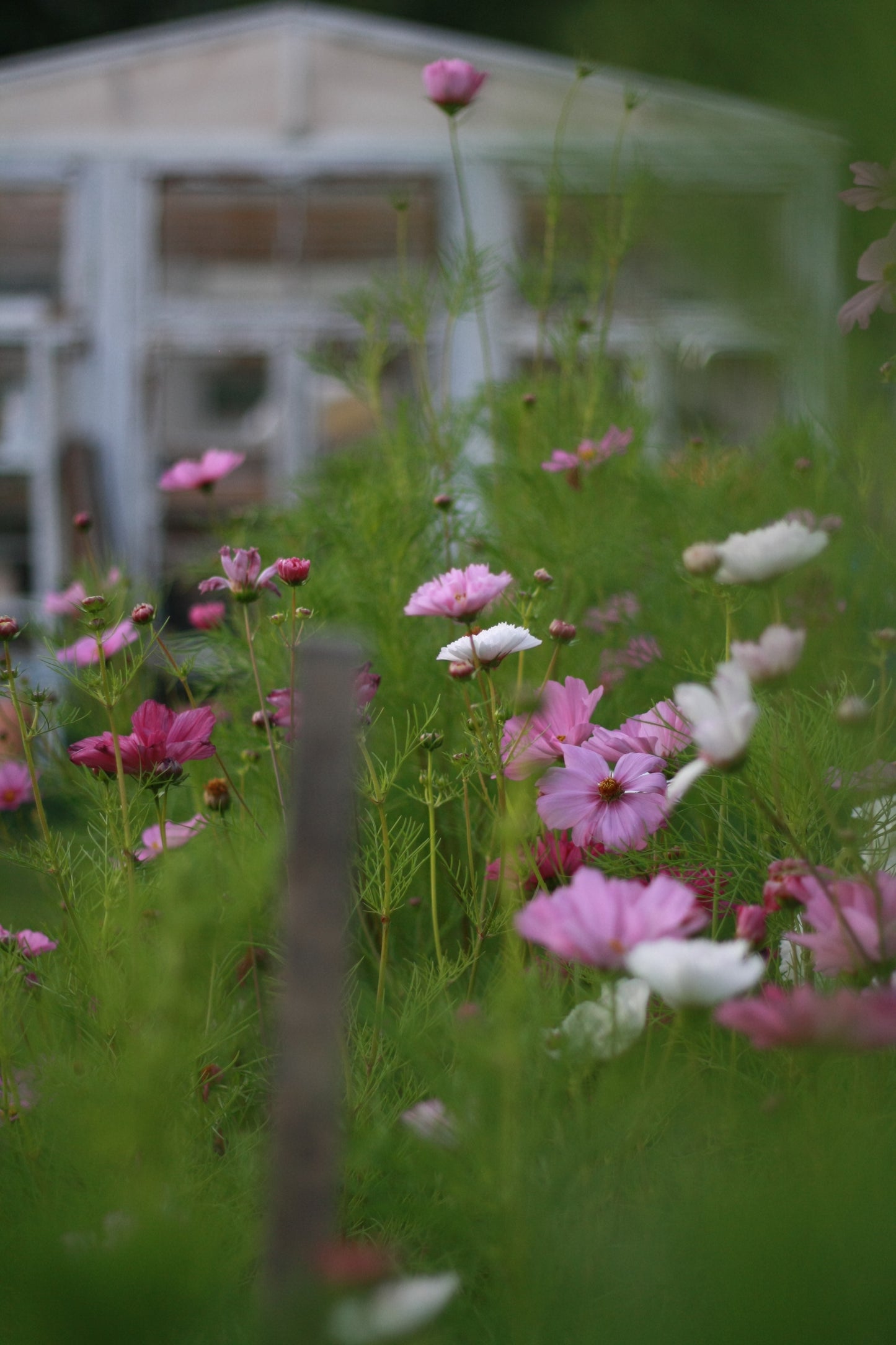 SAART™ Cosmeenmix – Cosmea Samen (Cosmos bipinnatus), einjährige Sommerblume