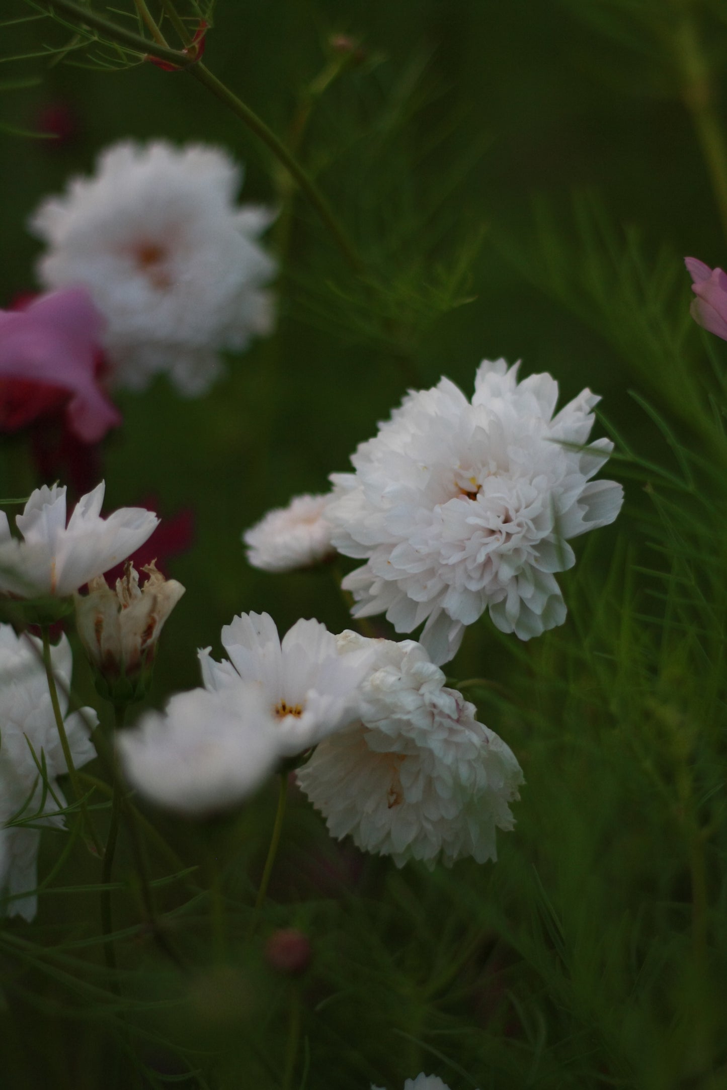 SAART™ Cosmeenmix – Cosmea Samen (Cosmos bipinnatus), einjährige Sommerblume